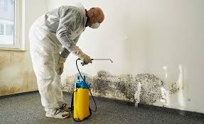 Environmental Consulting for Mold Prevention in Plant City, FL